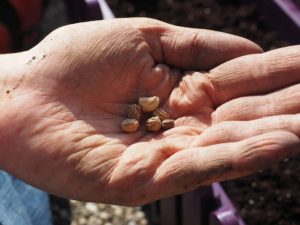 Sowing A Seed